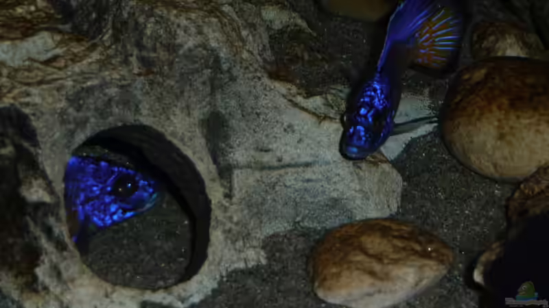 Jänner 2015 von DER YBBSTALER (94)