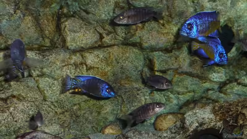 Jänner 2015 von DER YBBSTALER (96)