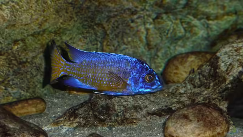 Jänner 2015 von DER YBBSTALER (98)