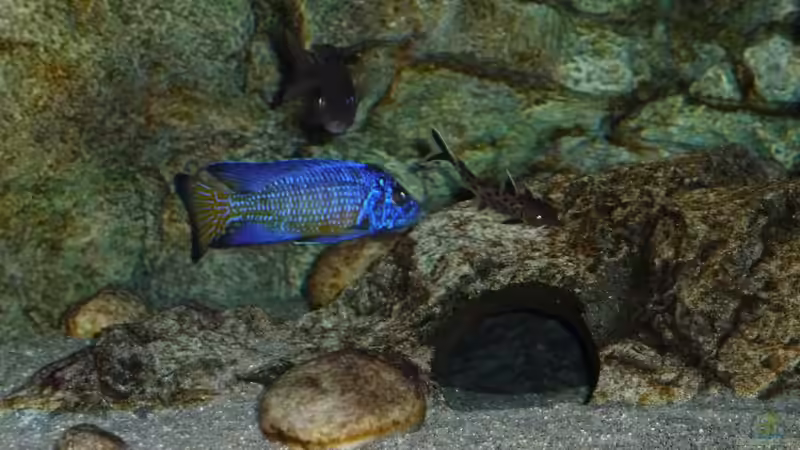 Jänner 2015 von DER YBBSTALER (99)