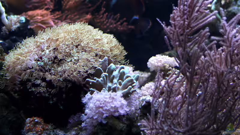 Jänner 2017 von Kerstin Aßlaber (16)