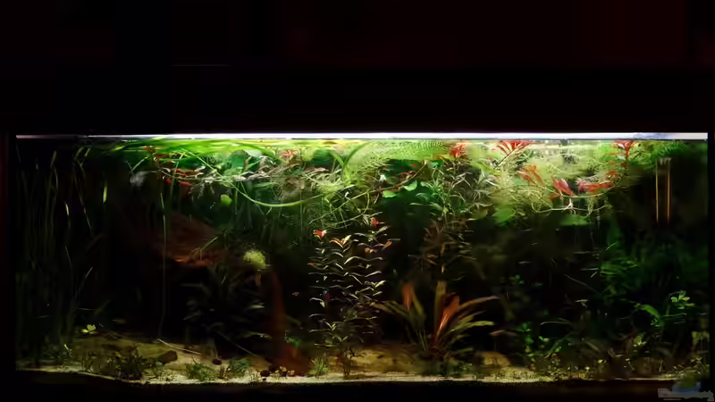 Jänner 2017 von paris (9)