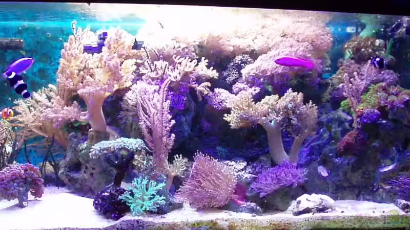 Jänner2008 von Eva Göschl (8)