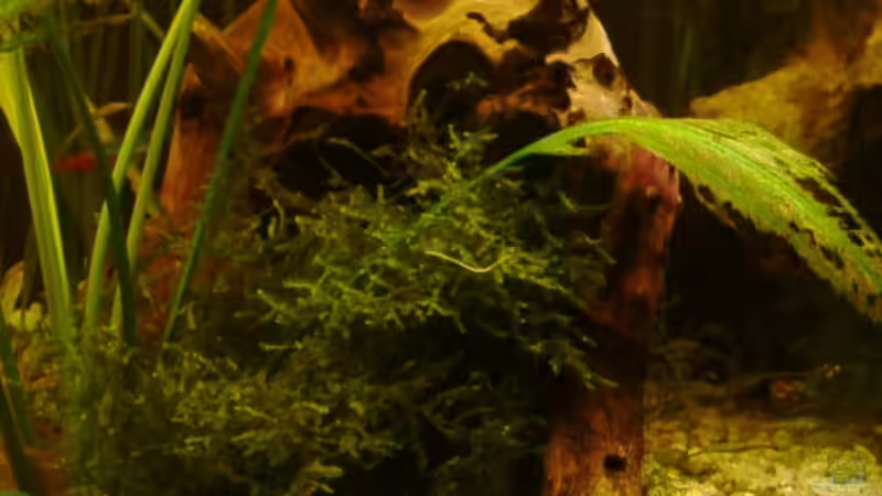 Jafamoos ??kt 2008 von Zwanni (23)