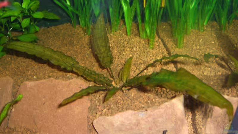 Jahnels Wasserkelch (Crytocoryne Wendtii var. jahnelii) von Jens und Nancy Döring (12)