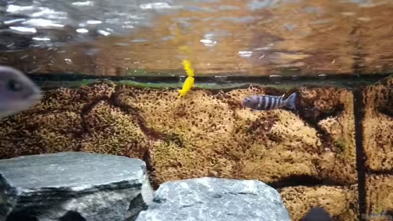 jam... Algen... ;-) von Andreas Musterfisch (6)