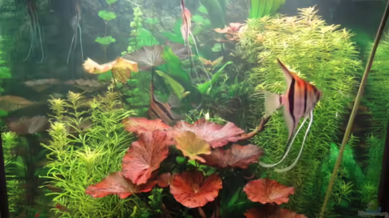 Jan. 2011 von Maguma (33)