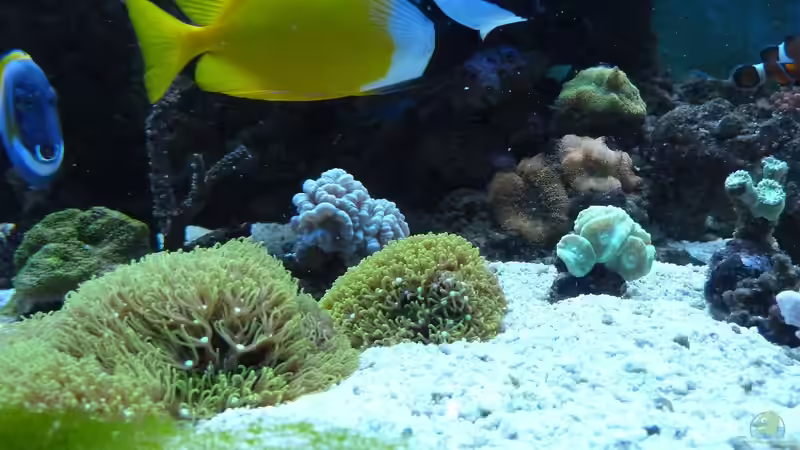 Jan. 2011 von Stephan Ascher (43)