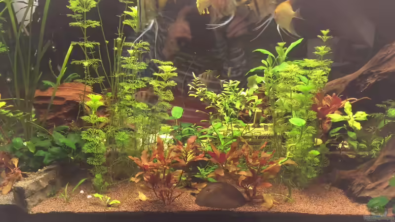 Jan 18 von Ceylon (3)