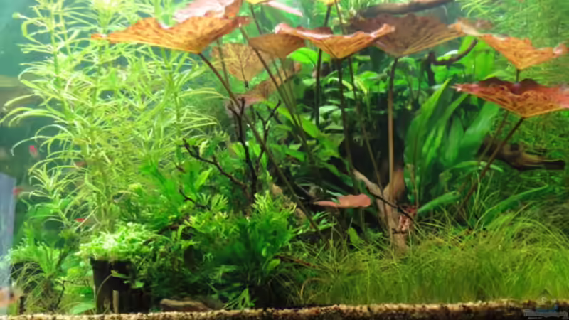 Jan.2011 von Maguma (34)