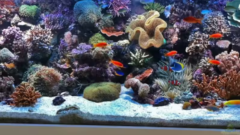 Jan 2011 von MartinS (7)