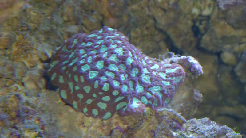 Jan 2011 von Stephan Ascher (21)