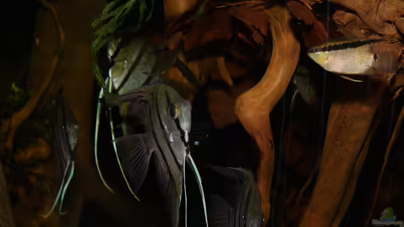 Jan 21 - Beckenansicht Rio Nanay von ravaka (10)