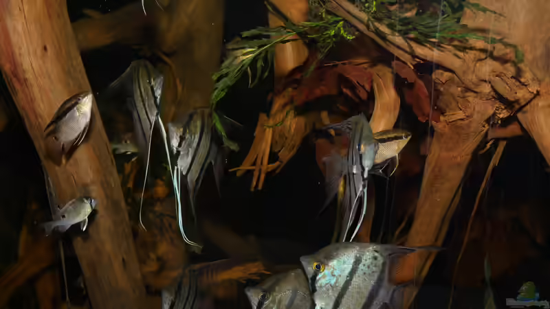 Jan 21 - Beckenansicht Rio Nanay von ravaka (11)