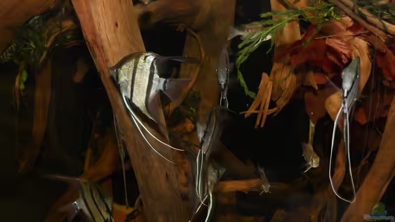 Jan 21 - Beckenansicht Rio Nanay von ravaka (12)