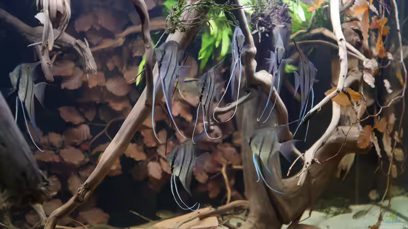 Jan 21 - Beckenansicht Rio Nanay von ravaka (16)