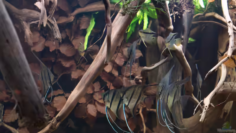 Jan 21 - Beckenansicht Rio Nanay von ravaka (17)