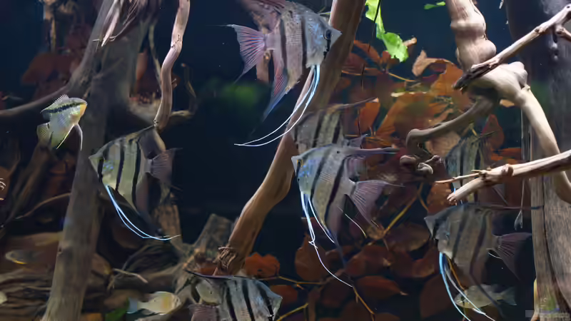 Jan 21 - Beckenansicht Rio Nanay von ravaka (18)