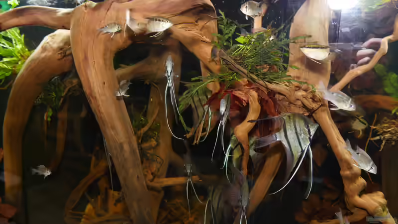 Jan 21 - Beckenansicht Rio Nanay von ravaka (8)