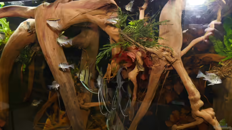 Jan 21 - Beckenansicht Rio Nanay von ravaka (9)