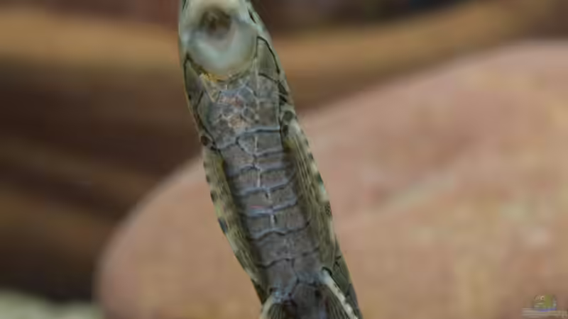 Jan 21 - Farowella acus von ravaka (72)