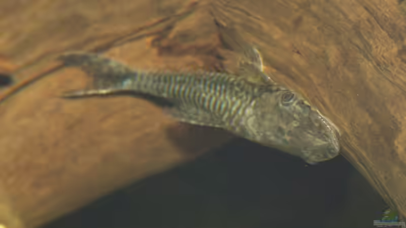 Jan 21 - Hypoptopoma gulare von ravaka (80)