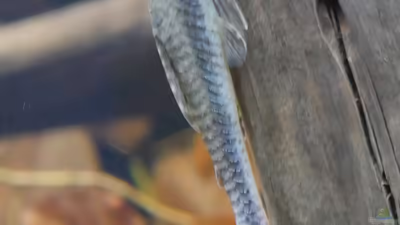 Jan 21 - Hypoptopoma gulare von ravaka (82)