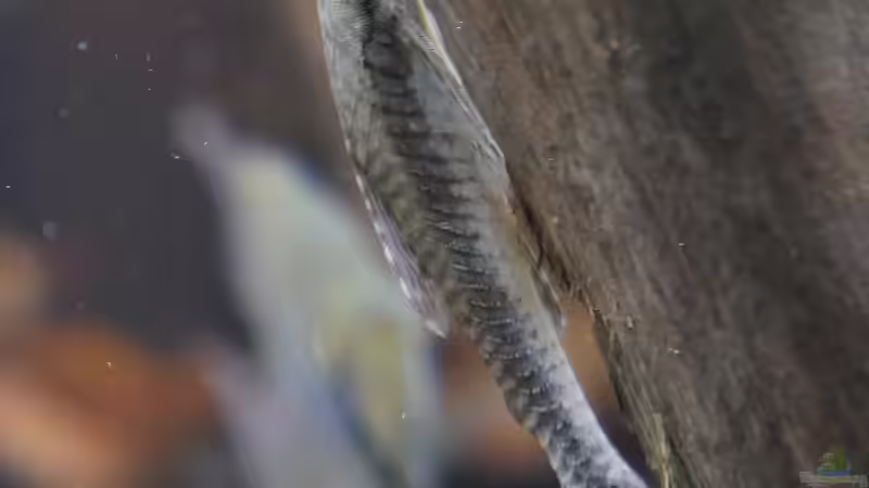 Jan 21 - Hypoptopoma gulare von ravaka (83)