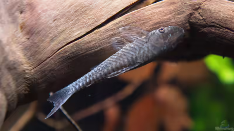 Jan 21 - Hypoptopoma gulare von ravaka (84)