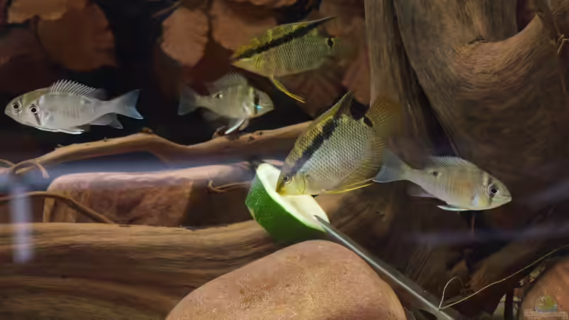 Jan 21 - Juvenile Mesonauta entpuppen sich als Vegetarier !? von ravaka (37)