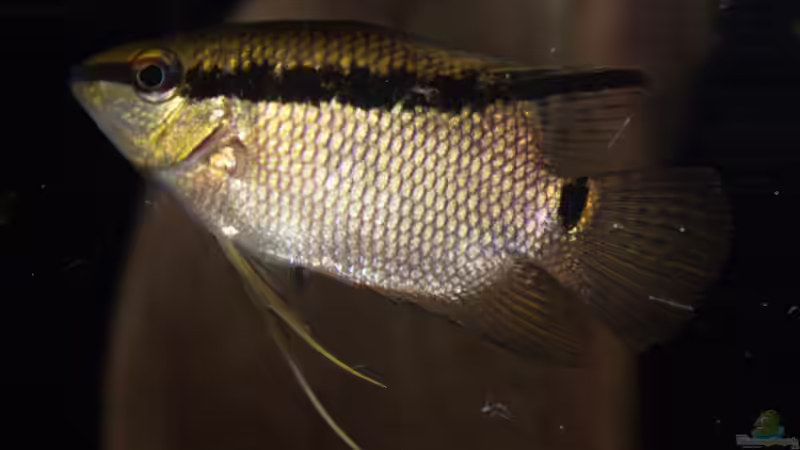 Jan 21 - Mesonauta insignis F1 von ravaka (74)