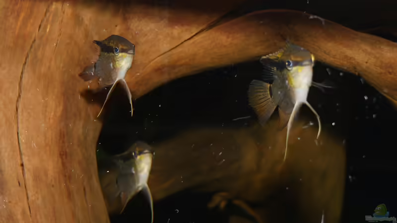 Jan 21 - Mesonauta insignis F1 von ravaka (75)