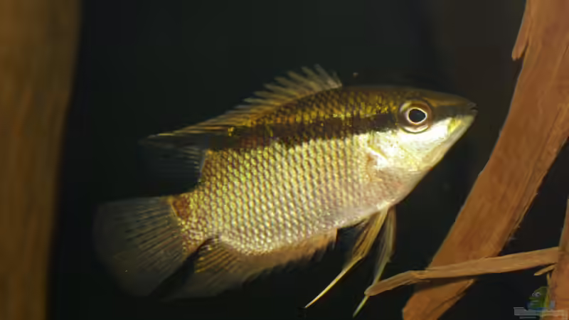 Jan 21 - Mesonauta insignis F1 von ravaka (76)