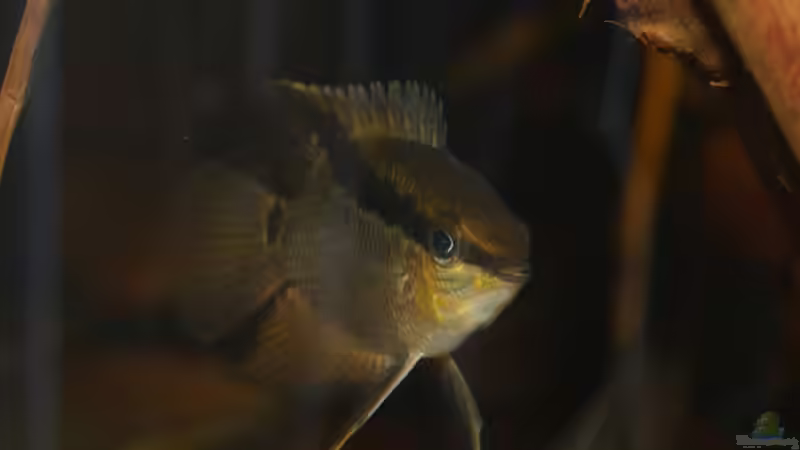 Jan 21 - Mesonauta insignis F1 von ravaka (77)