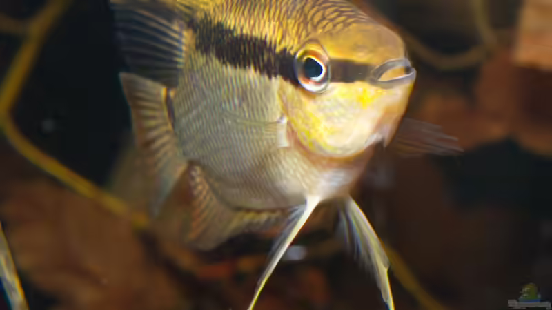 Jan 21 - Mesonauta insignis F1 von ravaka (79)