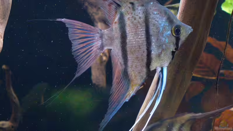 Jan 21 - Peru altum Wildfänge aus dem Rio Nanay in Peru von ravaka (38)