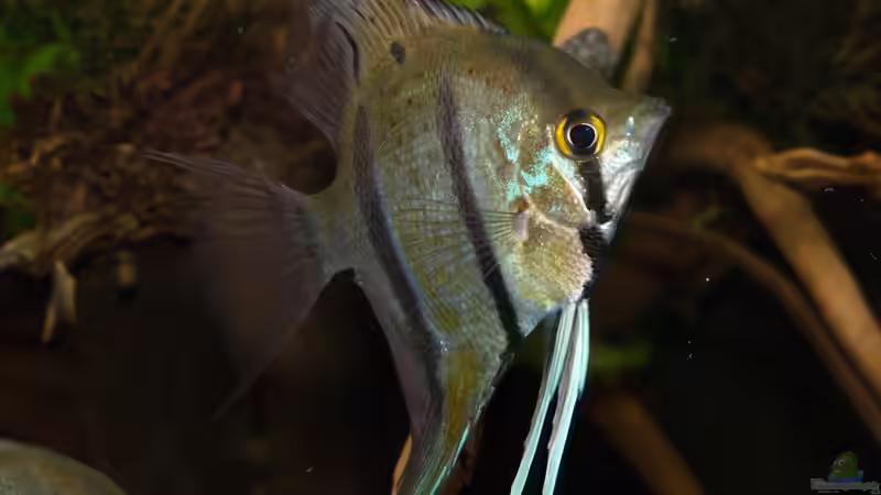 Jan 21 - Peru altum Wildfänge aus dem Rio Nanay in Peru von ravaka (41)