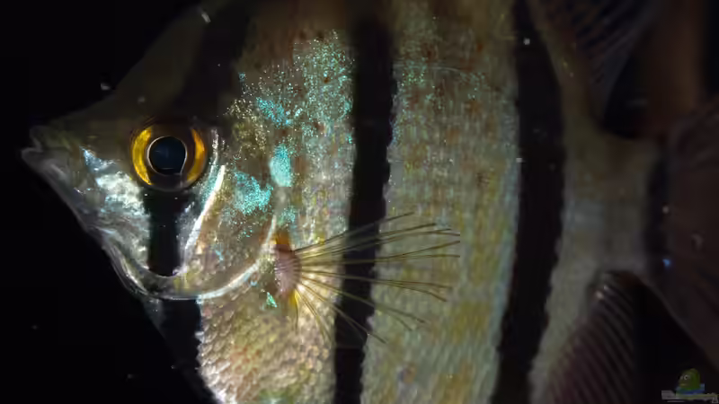 Jan 21 - Peru altum Wildfänge aus dem Rio Nanay in Peru von ravaka (42)