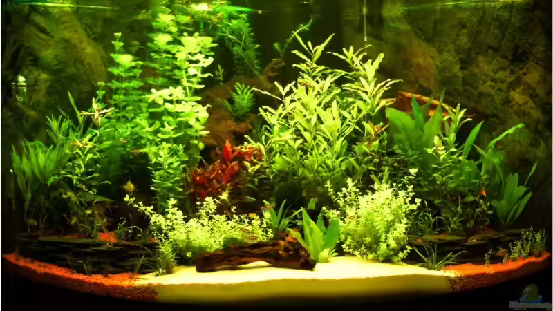 Januar 08 1 Monat nach Einrichtung von wasserspaß (2)