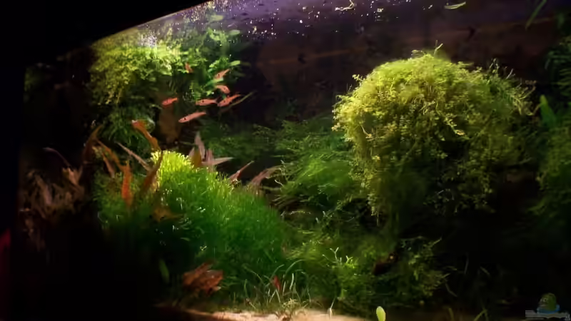 Januar 09 von basetim (10)