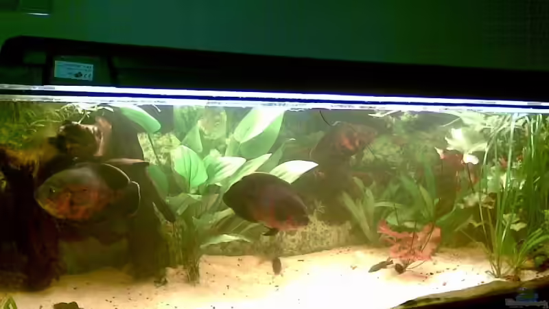 januar 09 von Pauli (3)