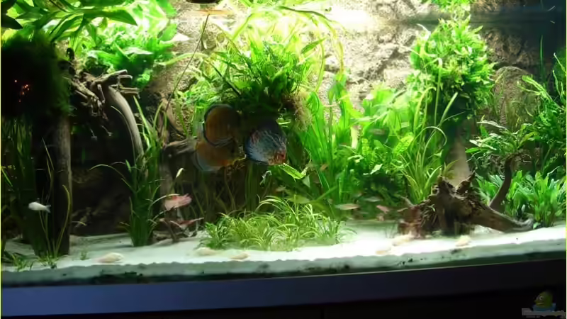 Januar 2007 von Thomas Graf (13)