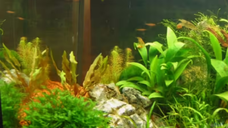 Januar 2008 -  Links von Insulaner (2)