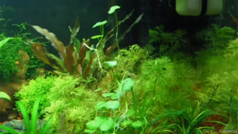 Januar 2008 - Rechts von Insulaner (4)