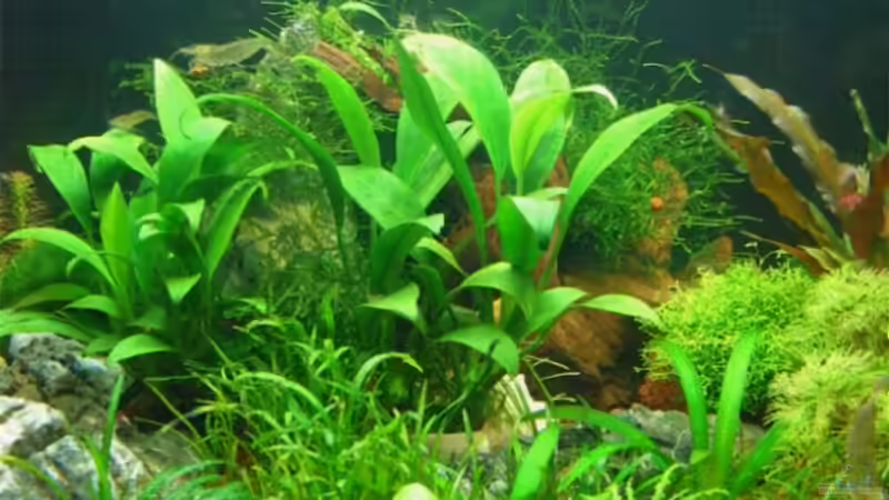 Januar 2008 Mitte  von Insulaner (3)