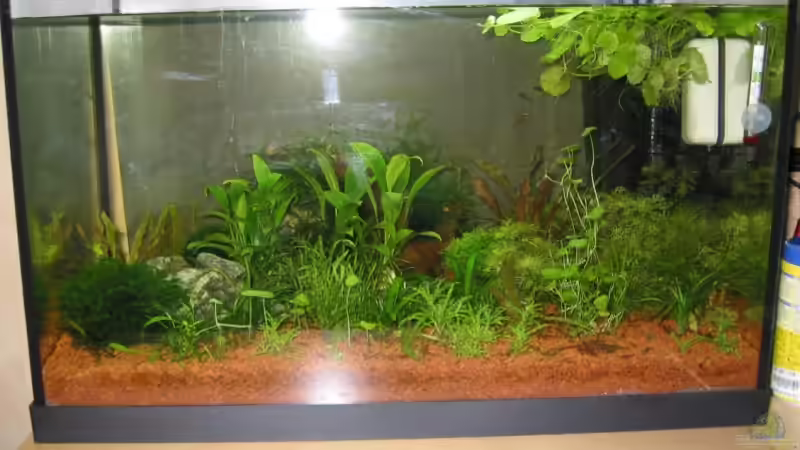 Januar 2008 von Insulaner (7)