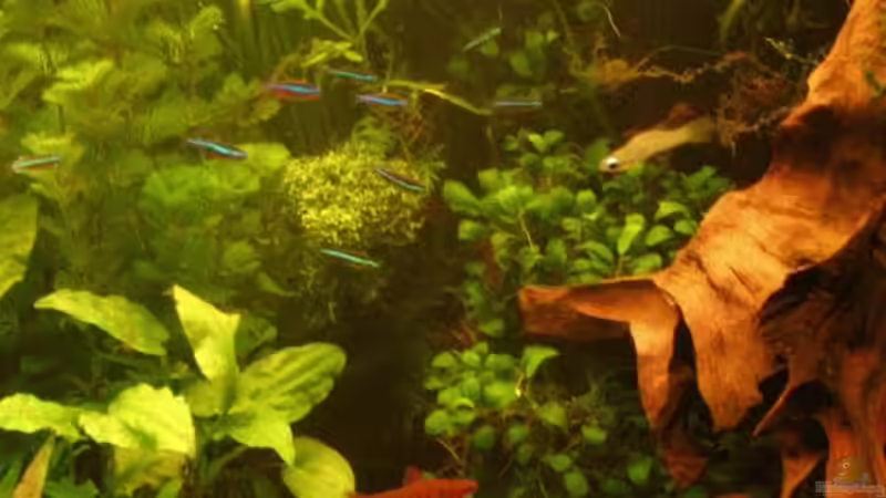 Januar 2008 von Kamenko (32)