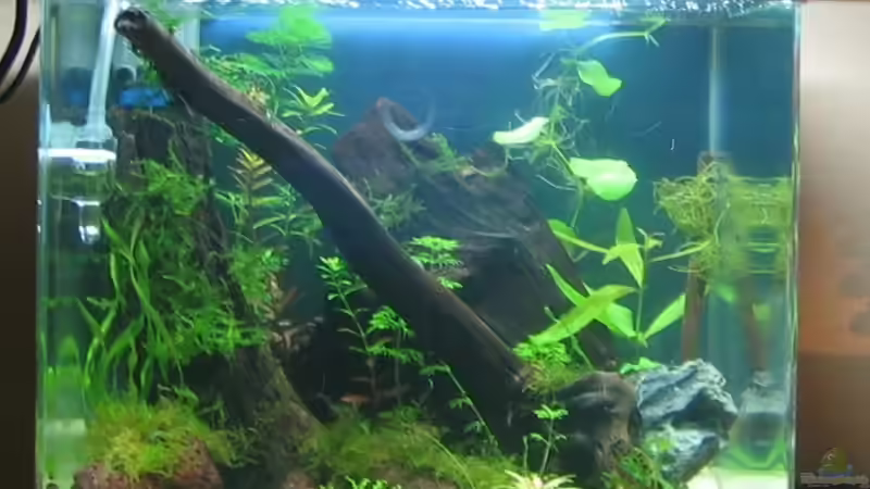 Januar 2008 von Silvia (2)