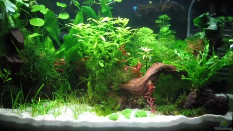 Januar 2008 von Silvia (4)