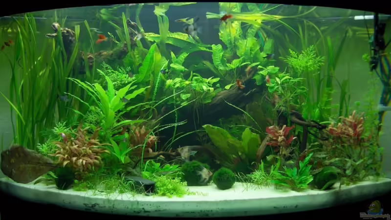 Januar 2009 von Der Siems (9)